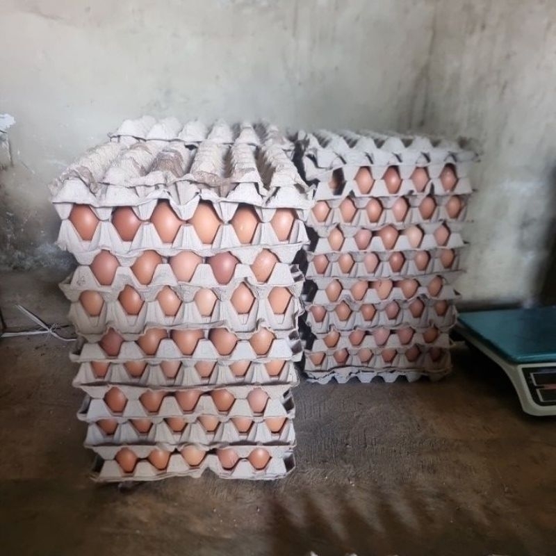 

Telur Ayam Fresh