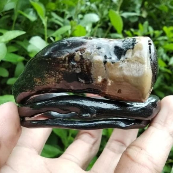 gelang akar Bahar hitam bonggol bercabang