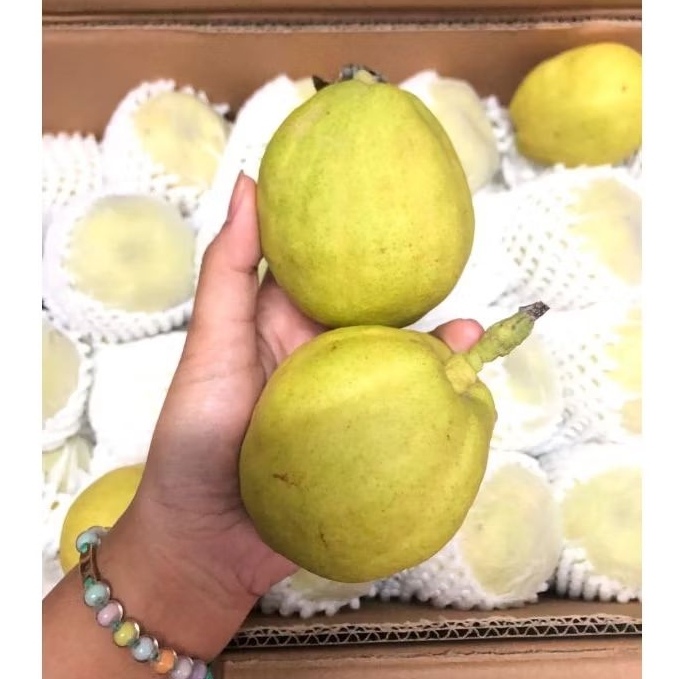 

Pear Xianglie China Merak /kg
