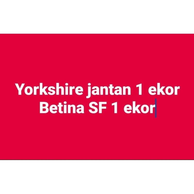 Yorkshire Jantan Betina SF 1 Ekor