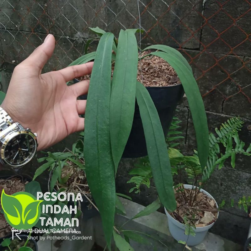 Tanaman hias anthurium dasi Vittarifolium - Anthurium dasi