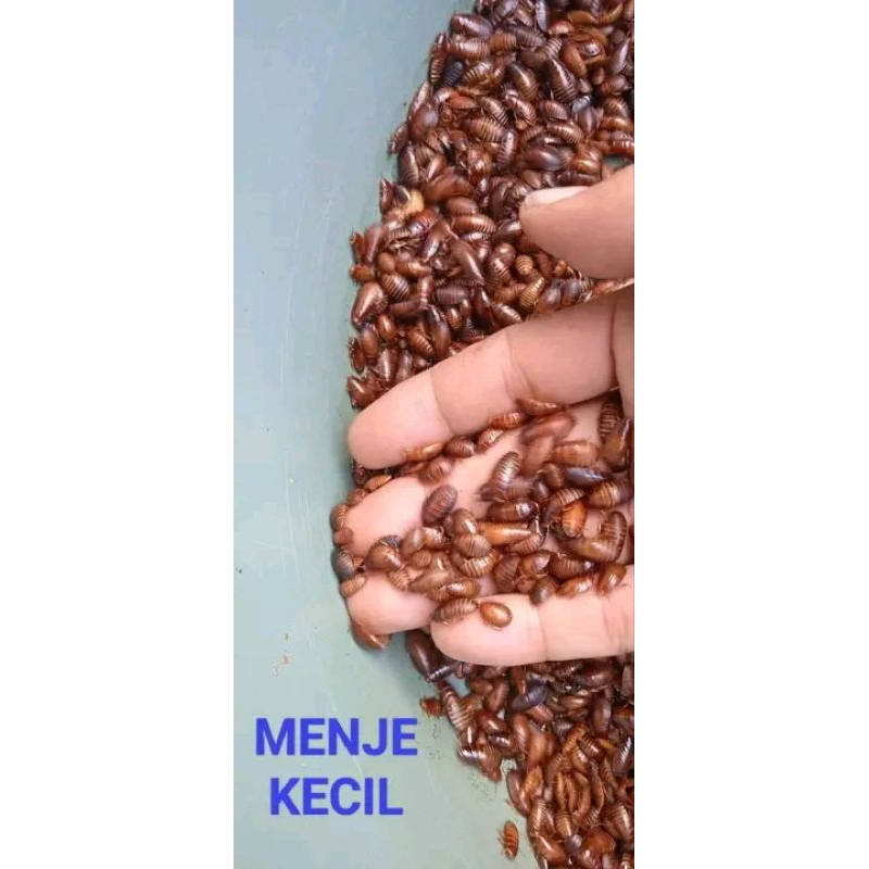 isi 30 lebih kecoa batu/cere menje ..spesialiss ompan galatama terbaik