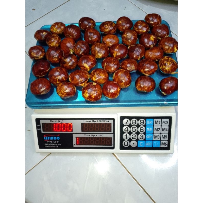

Jengkol Tua