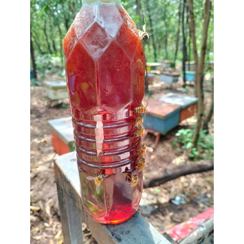 

Madu Murni Hutan Akasia