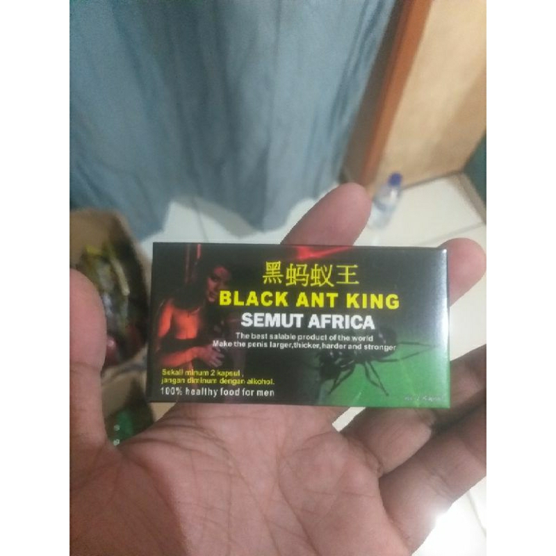 BLACK ANT KING SEMUT AFRICA