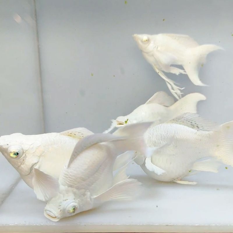 Molly platinum mata kristal / blue eyes cocok untuk hiasan aquascape