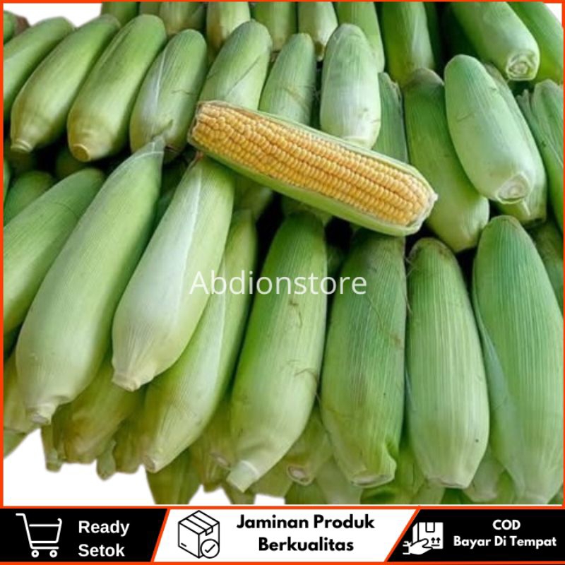 

Murah Petik Dadakan Jagung Manis Mentah 1kg 500gr Fresh Enak