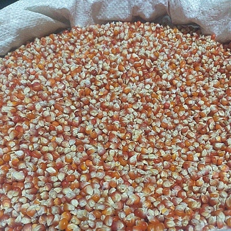 jagung kristal merah jagung kecil pakan merpati jagung pakan puter derkuku kug geruk kox