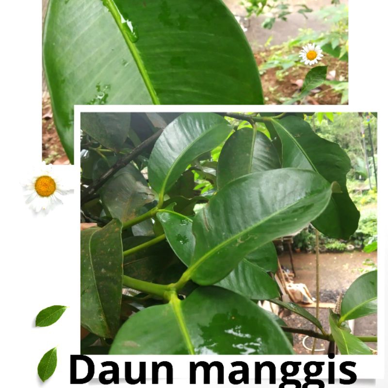 

DAUN MANGGIS SEGAR OBAT TRADISIONAL HERBAL ALAMI
