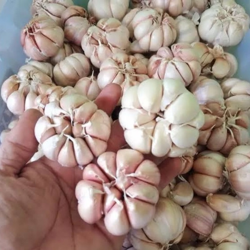 

Bawang Putih Sinco