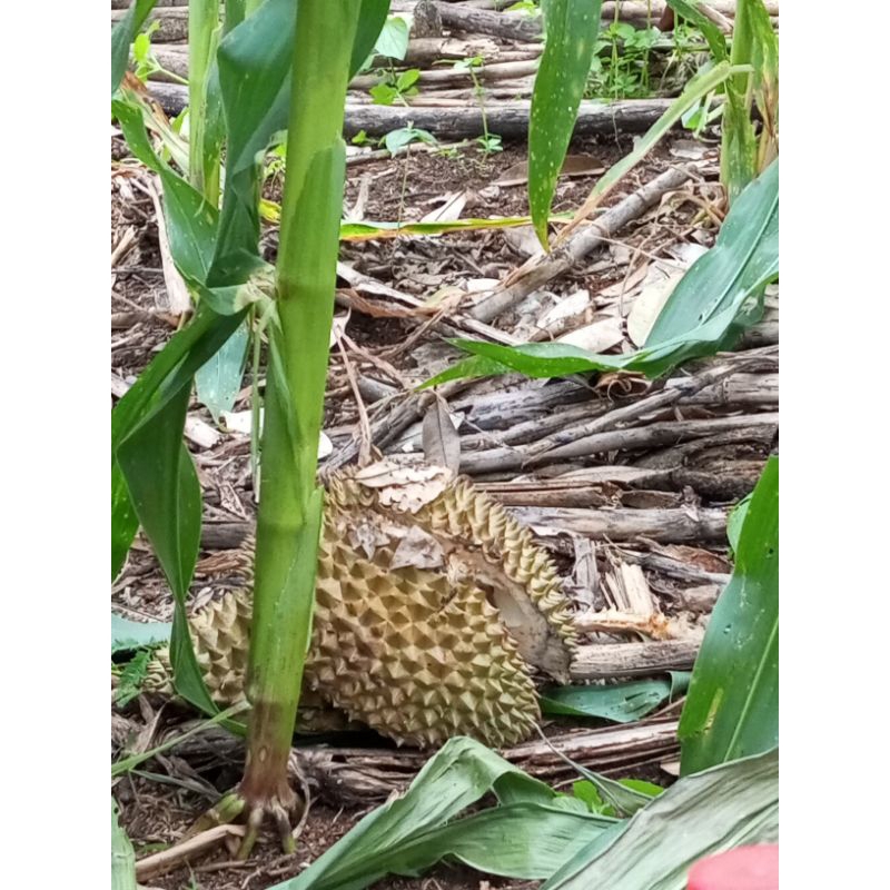 

durian g