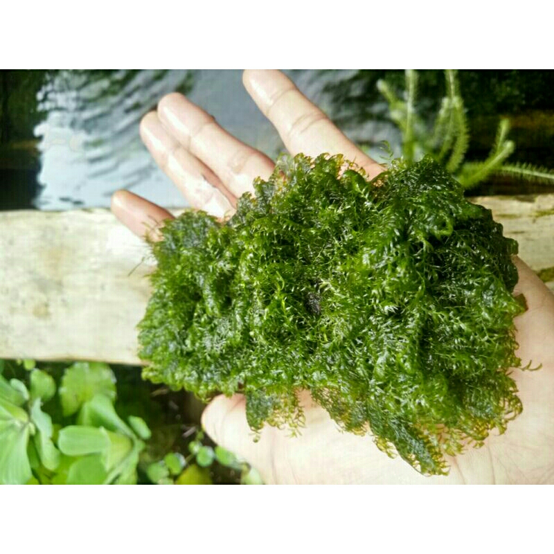 Tanaman Aquascape moss Fissiden media pakis low co2