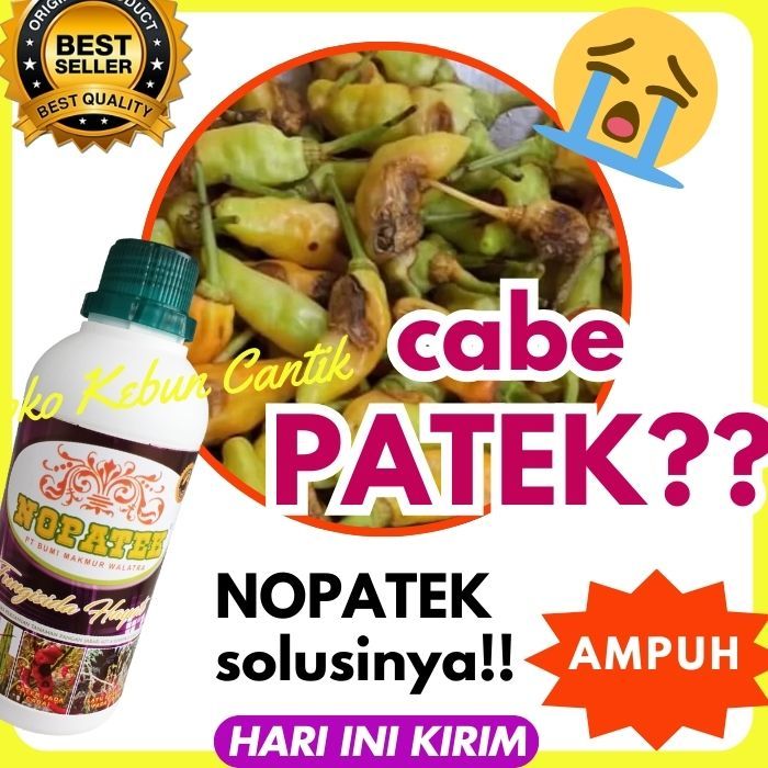 Nopatek obat hama cabe AMPUH & ORGANIK | atasi patek, busuk daun, akar, dan batang TANAMAN CABE SEHA