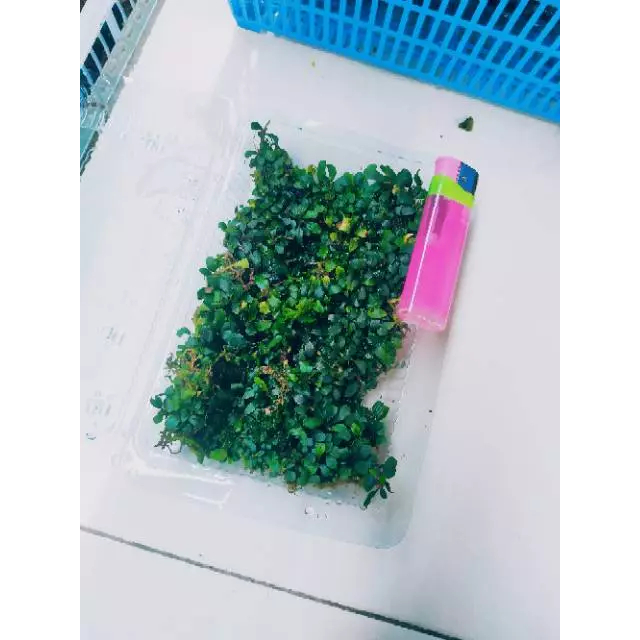 Bucephalandra mini aquascape micro silver porsi mika