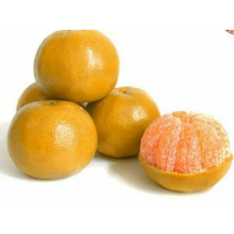 

jeruk medan manis/jeruk berastagih 1kg