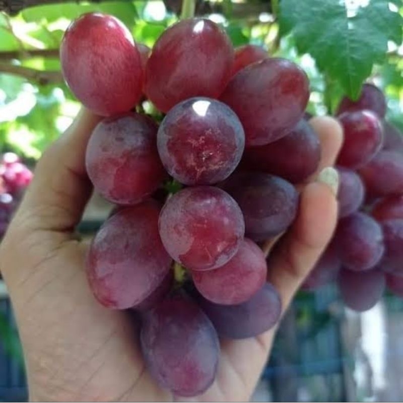 

Bibit anggur ninel import manis