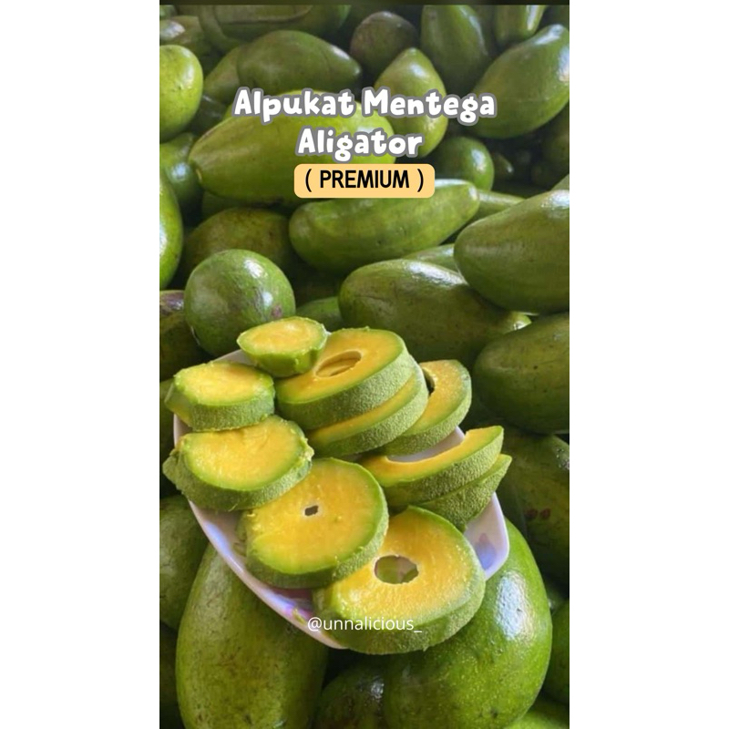 

ALPUKAT ALIGATOR PREMIUM ( per kg )