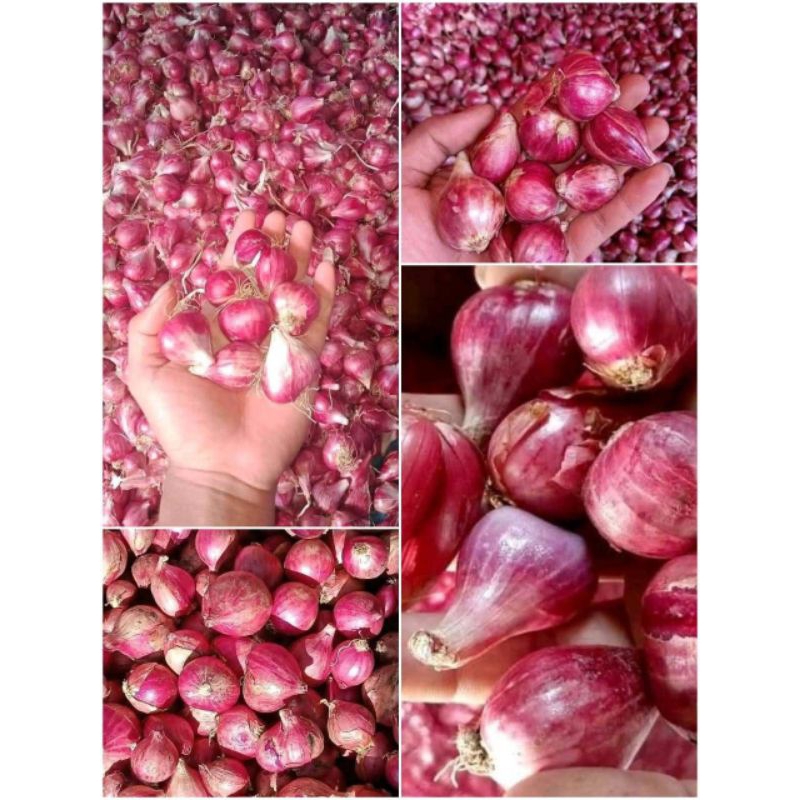 

murah sayur bawang merah asli dari petani