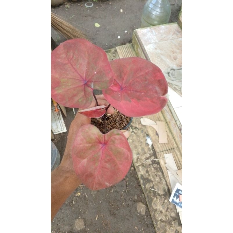 Tanaman Hias Daun Pink