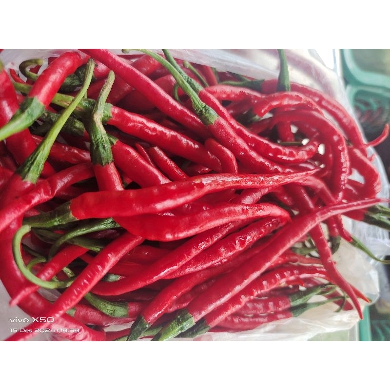

Cabai keriting merah