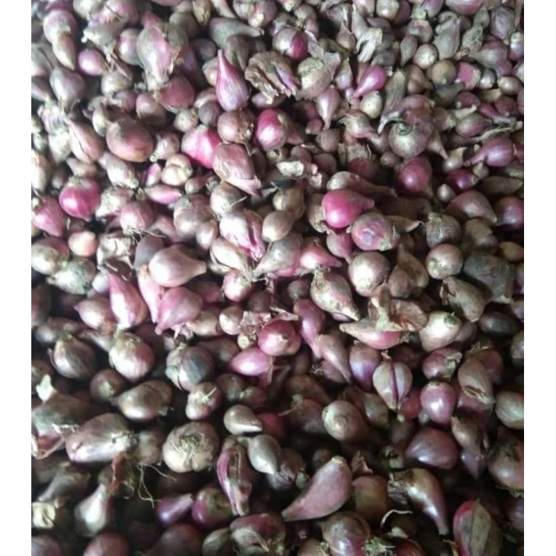 

bawang merah brambang per 1kg segar