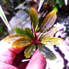 Bucephalandra sp Ulysses rizom