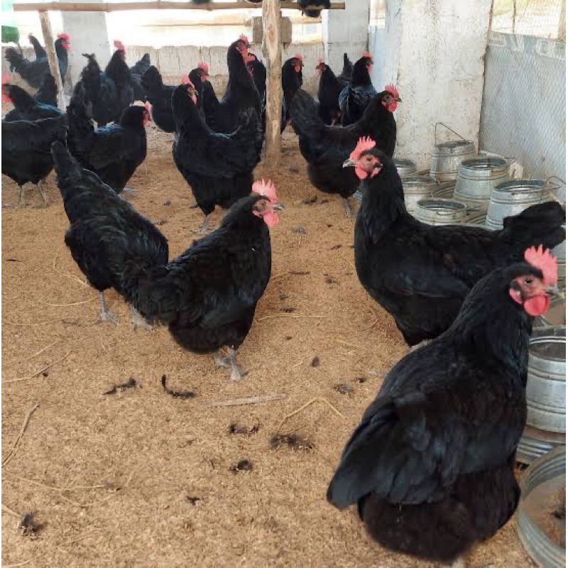 TELUR FERTIL AYAM AUSTRALORP INDUKAN JUMBO UNTUK DITETASKAN