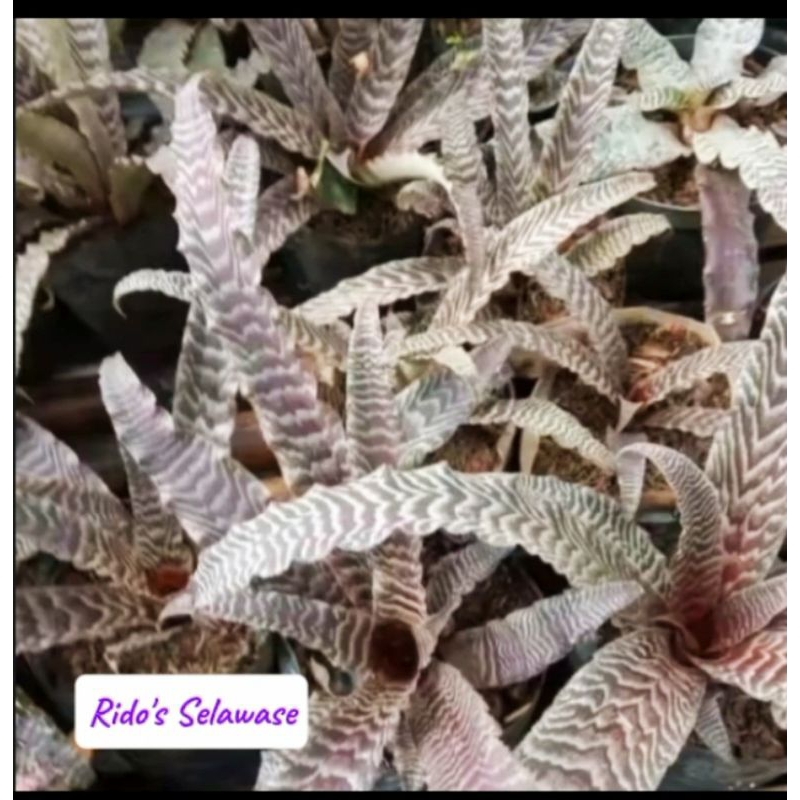 Tanaman Hias Unik Cryptantus (Tokek) Dewasa