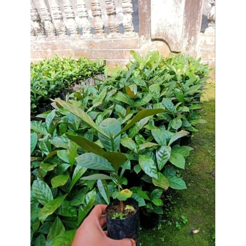 Bibit Benih Kopi Robusta unggul super siap tanam/Bibit Pohon Kopi Robusta cabutan