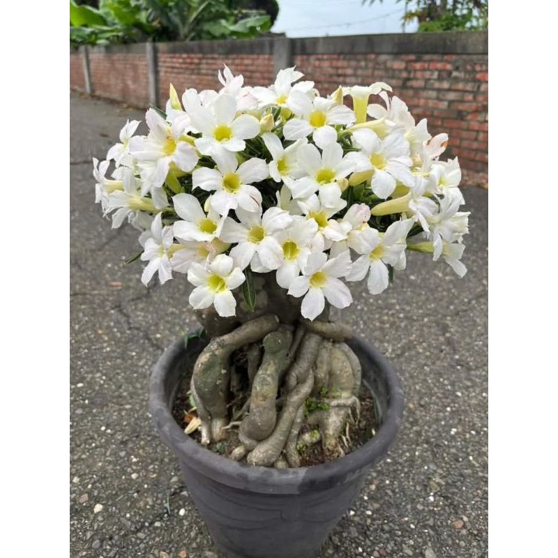 bibit adenium bunga putih