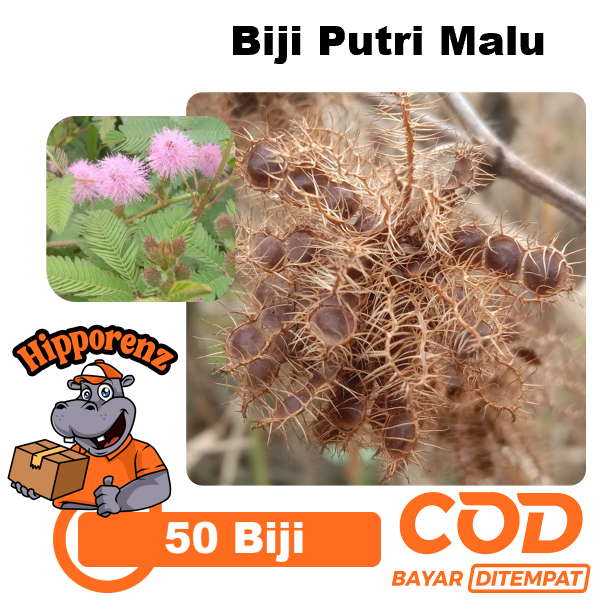 

Biji Putri Malu Per 50 Pcs