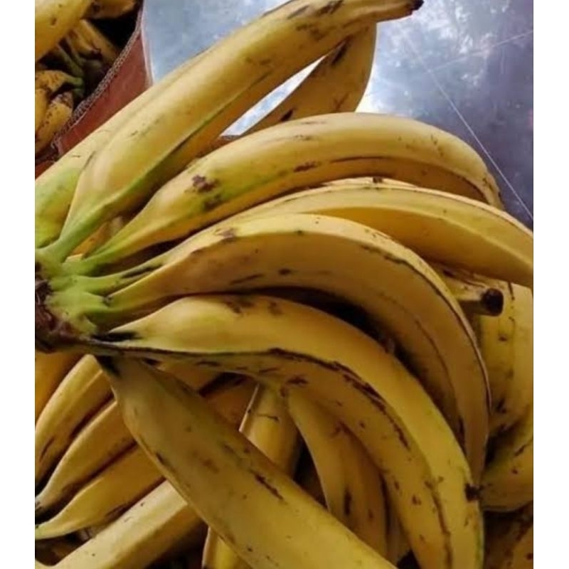 

Pisang Tanduk satuan super 1pcs