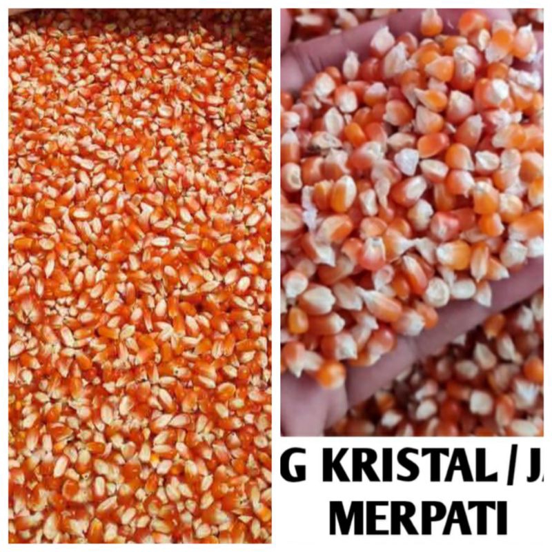 Jagung Kristal Merpati Jagung Kecil Pakan Burung Ayam 15 Kg