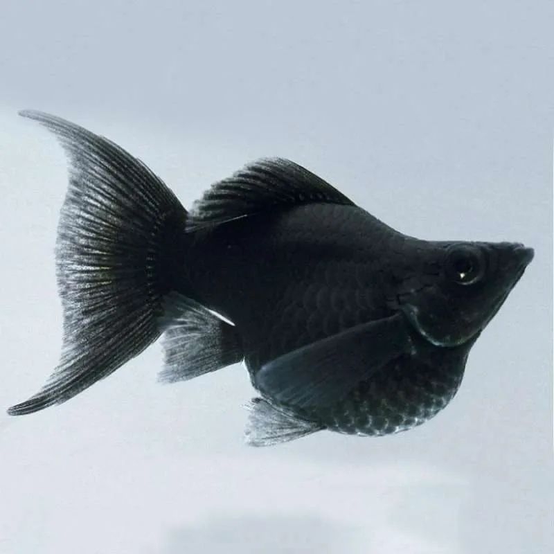 aksesoris ikan hias molly black cagak jumbo