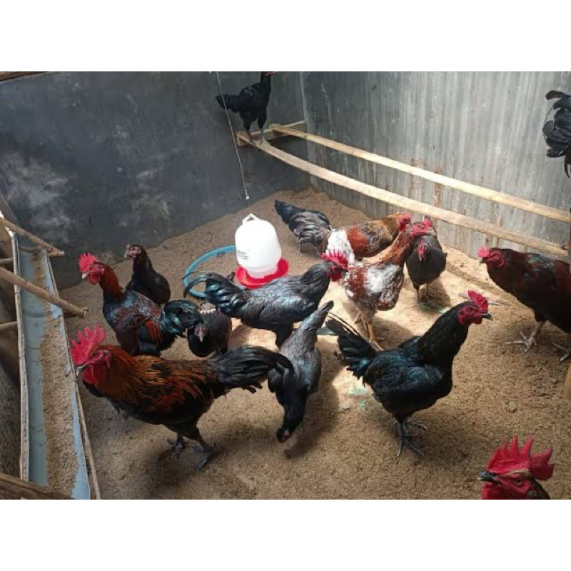 

TELUR FERTIL AYAM KUB BALITBANGTAN UNTUK DITETASKAN