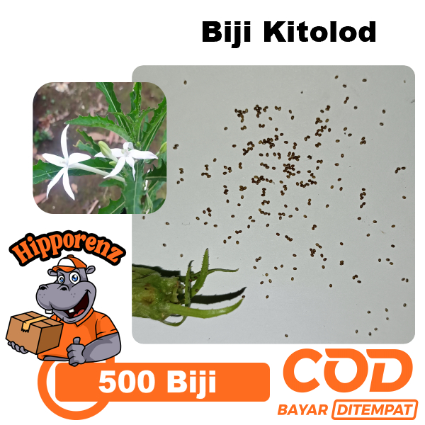 

Biji Kitolod Per 500 Pcs Siap Tanam