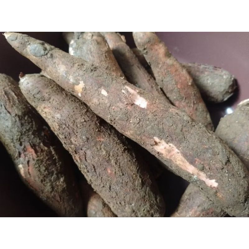 

(READY TERMURAH) SINGKONG KETELA EMPUK ENAK 1KG UMBI SAYUR