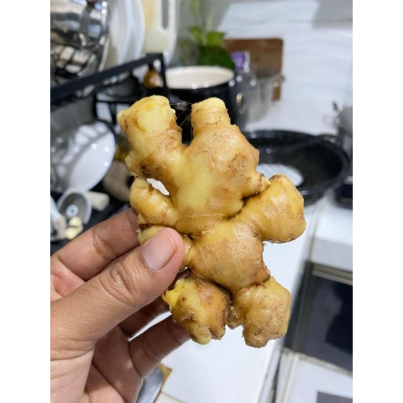 

JAHE EMPRIT SEGAR 1KG || JAHE FRESH PACKING AMAN KARDUS DAN BUBLE WARP