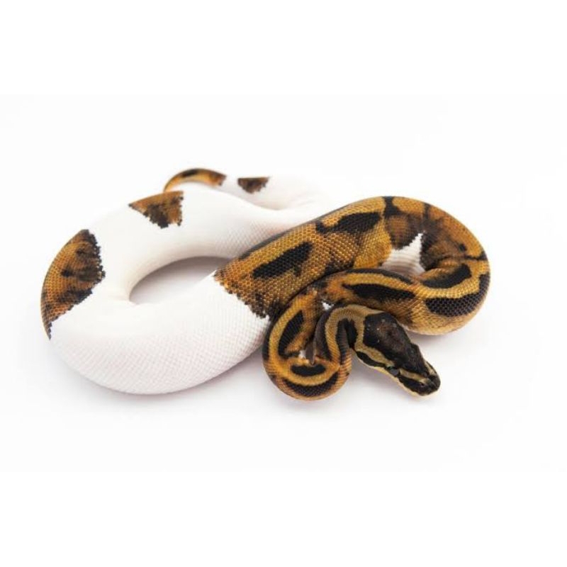 Maenan anakan ball pyton