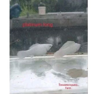 

MOLLY PLATINUM BONDOL UKURAN 2-3 CM