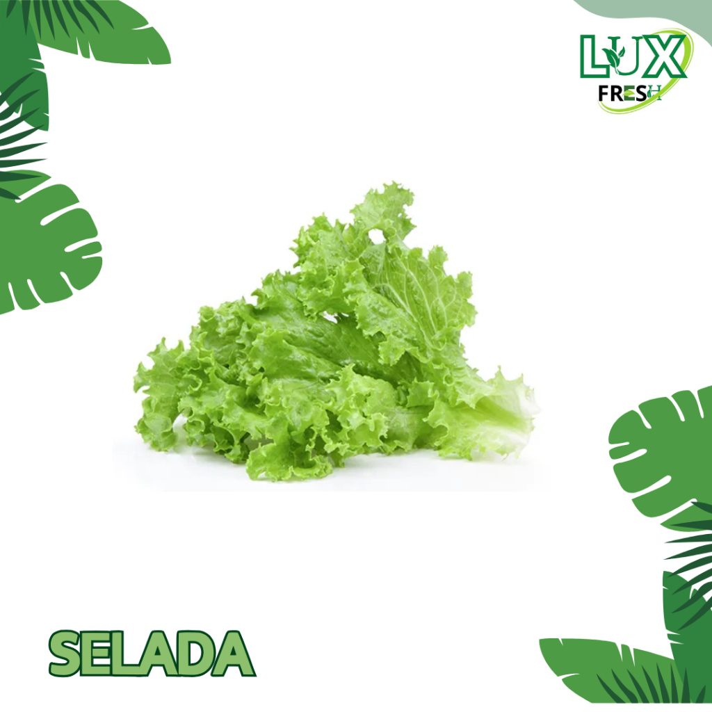 

SELADA FRESH BEST QUALITY