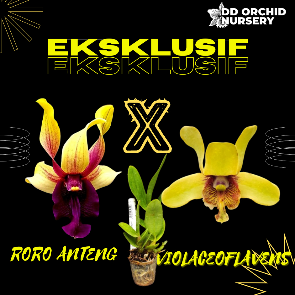 DD Orchid Seedling Anggrek Dendrobium Roro anteng X Den. violaceoflavens