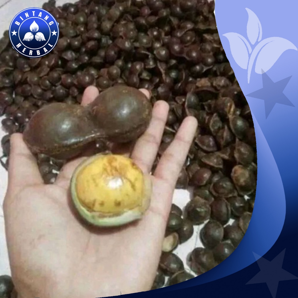 

jual jengkol tua belum kupas full sortir \ 1 kg - bintang herbal
