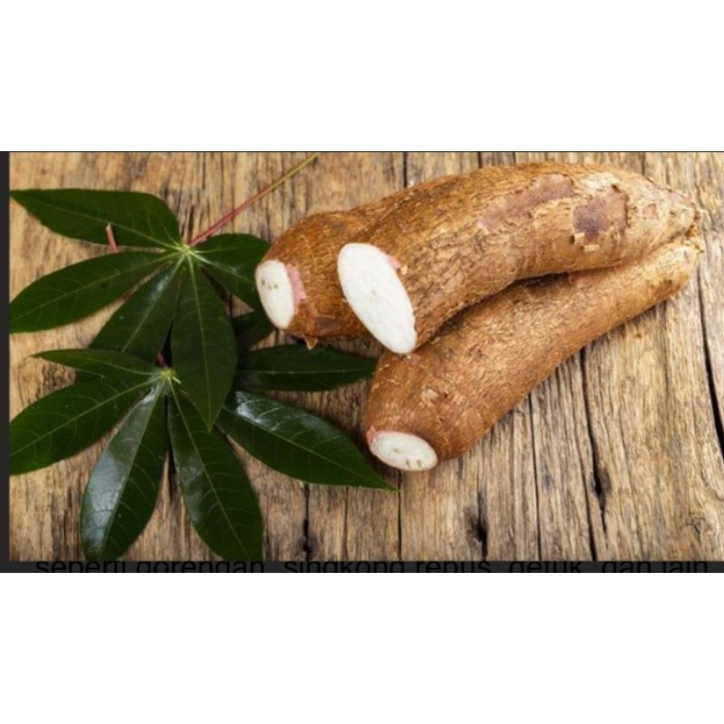 

1 kg singkong pulen/umbii singkong siap olah