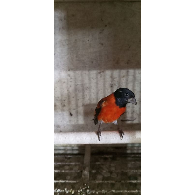 burung Red siskin jantan gacoran pilihan