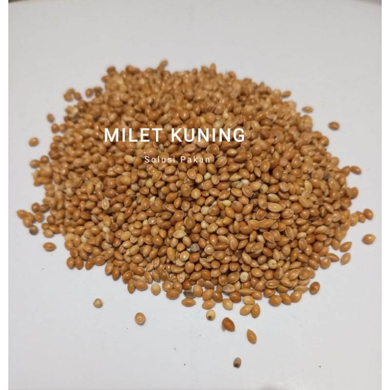 MILET KUNING / MILET YELLOW