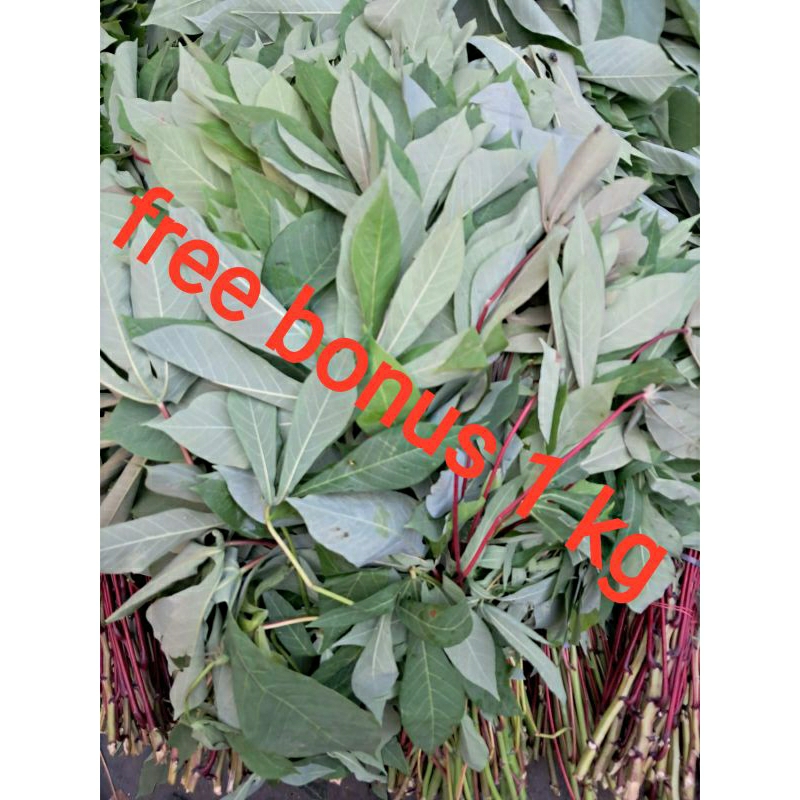 

daun singkong segar 1 ikat + gratis bonus