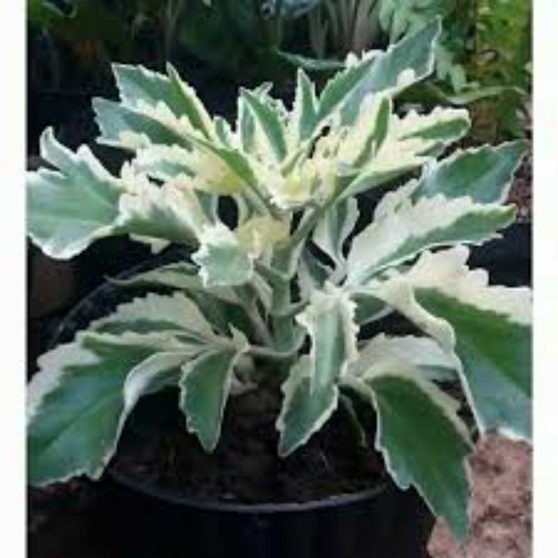 tanaman hias cocor bebek varigata - pohon cocor bebek varigata