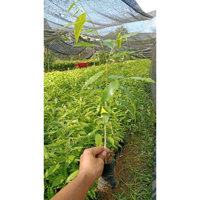 Bibit Kayu Gaharu [ Kayu Bahan Minyak Kayu Putih ] Garansi 100% Asli dan Murah