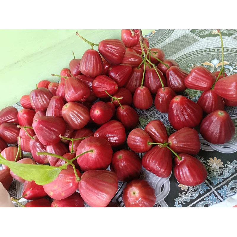 

Jambu Air Dalhari (1kg)